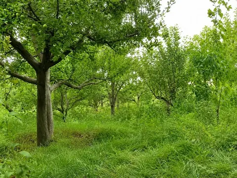 Orchard for sale, 5.5 biswa, Gohartani, Shakardara, Kabul