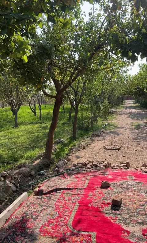 Herat Orchard 3 Jerib, Kohestan District
