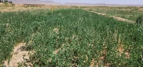 Land for sale, 13 jerib in Herat, Karimabad village, on 20m road
